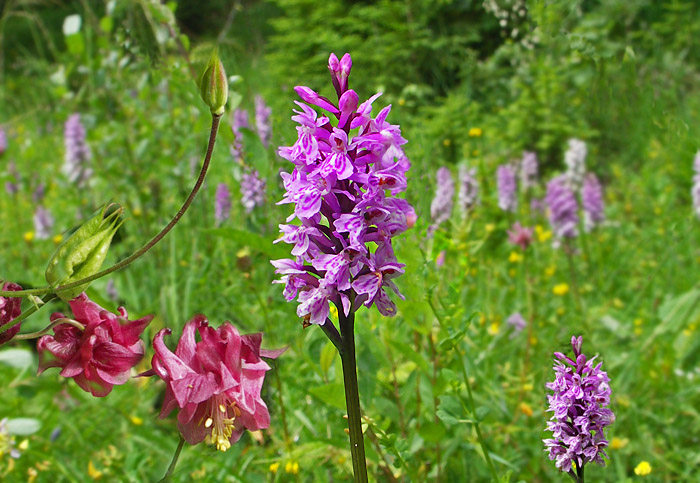 Wiesenblumen / Foto: Heinz Rieder