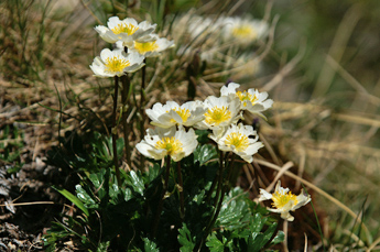 Anemones / Foto: Anna-Katharina