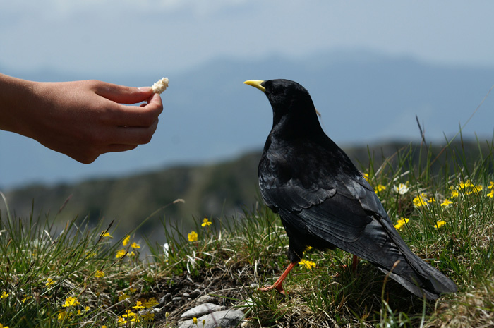 Anna-Katharina beim Füttern einer Bergdohle / Foto: Fritz Bieri