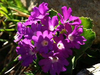 Primroses / Foto: Fritz Bieri