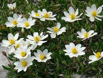 Anemones / Foto: Anna-Katharina