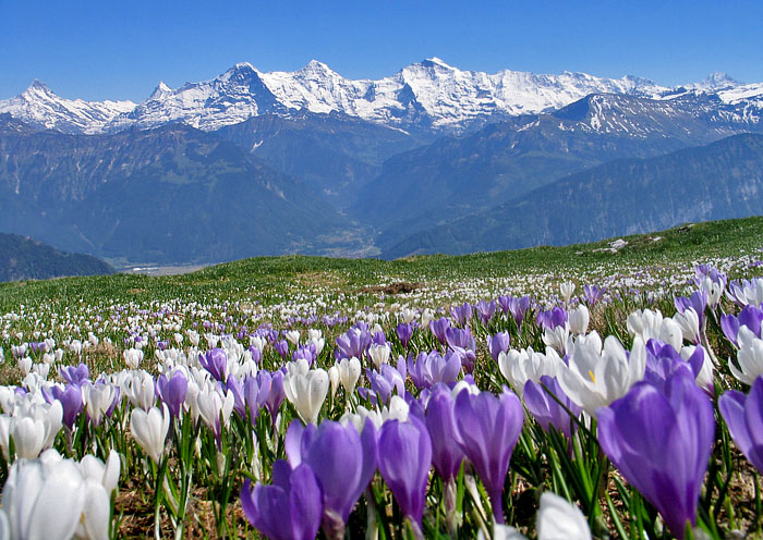 Niederhorn Krokusfeld / Foto: Fritz Bieri