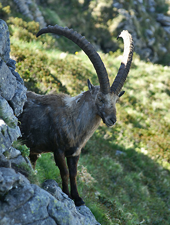 Steinbock / Foto: Fritz Bieri