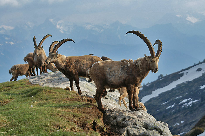 Ibexes / Foto: Fritz Bieri