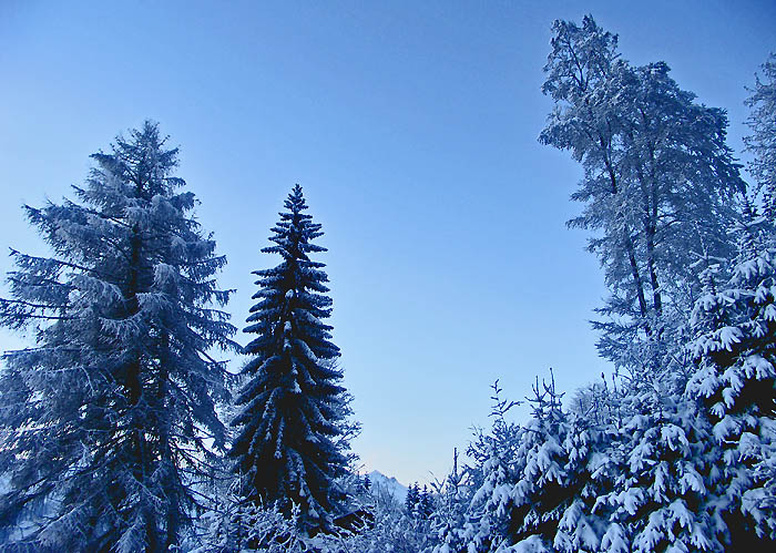 Morgenlicht / Foto: Heinz Rieder