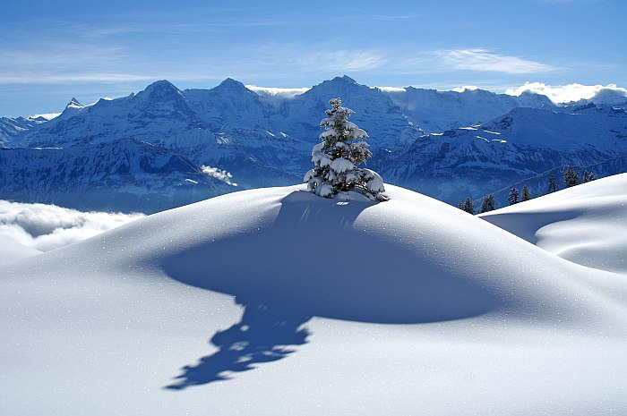 Jungfraumassiv / Foto: Fritz Bieri