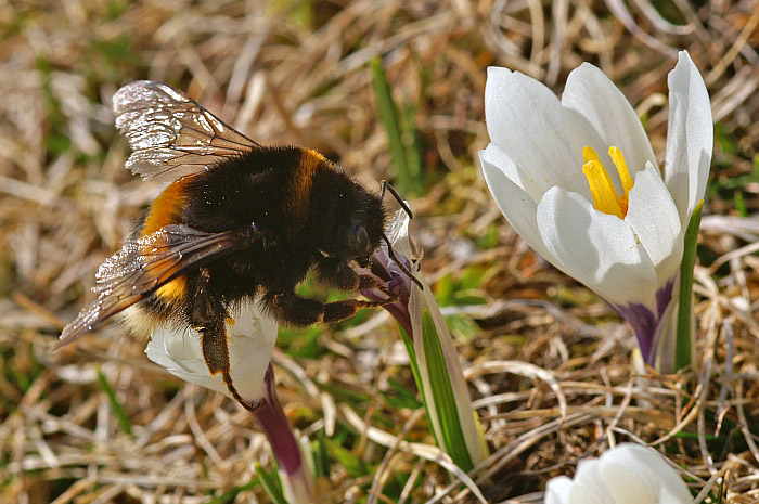 Bumblebee / Photo: Fritz Bieri