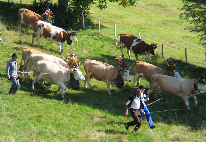 Vieh im Temporausch ... / Foto: Fritz Bieri