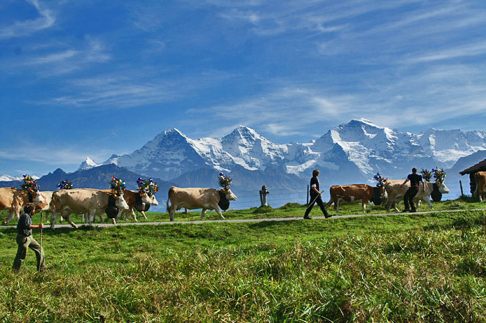 Jungfraumassiv / Foto: Fritz Bieri