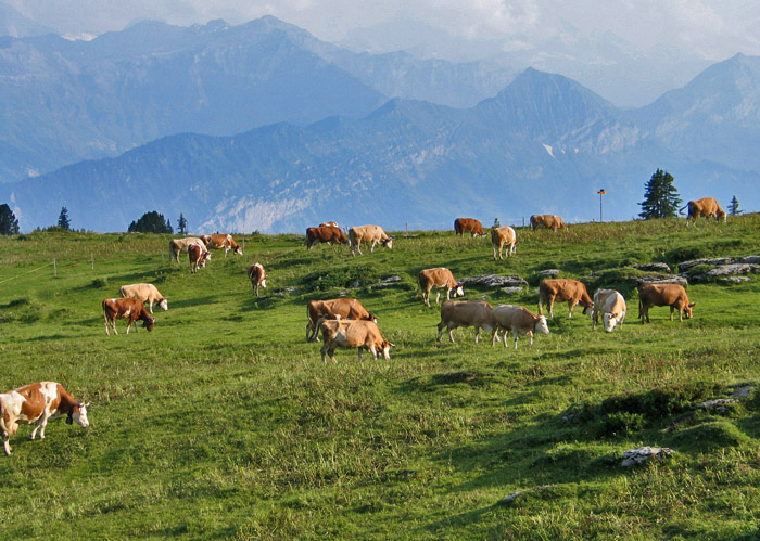43 Kühe auf der Weide / Foto: Fritz Bieri