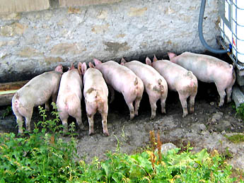 Schweine füttern / Foto: Fritz Bieri