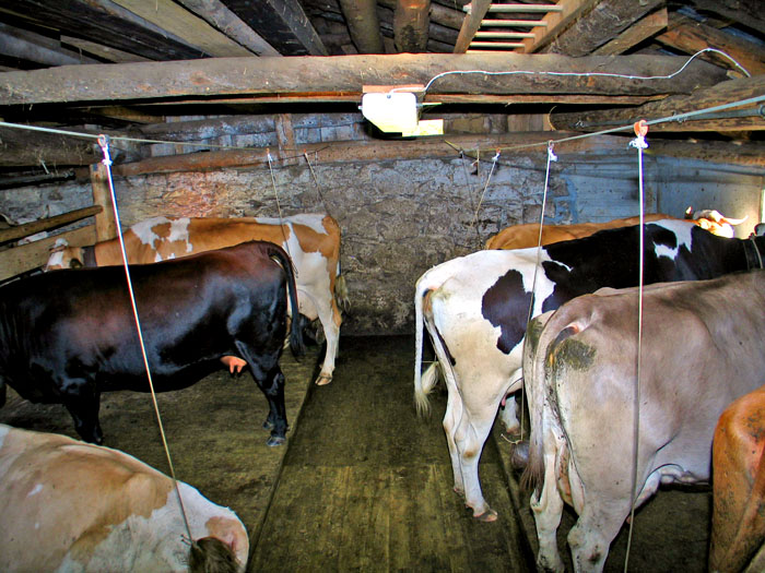 Vier verschiedene Kuh-Rassen / Foto: Fritz Bieri
