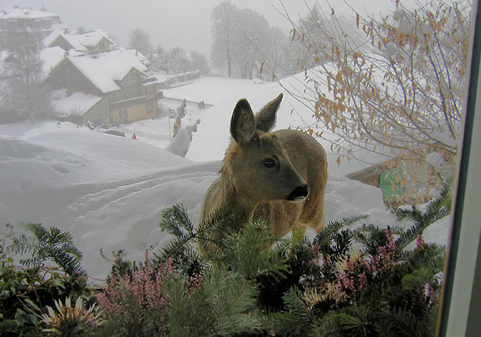 Roe deer / Photo: Esther Rieder 21.02.2005 / 10.30 Uhr
