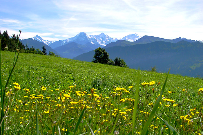 Luscious meadows / Jungfrau massif in the background /  Photo: Heinz Rieder