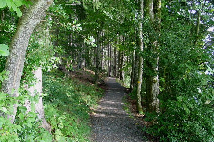 The forest path ... / Photo: Heinz Rieder